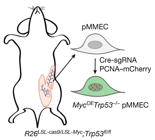 Open access visualization of Workflow, Illustration, PCNA-mCherry, Myc OE Trp53 -/- pMMECs, Time-lapse Microscopy