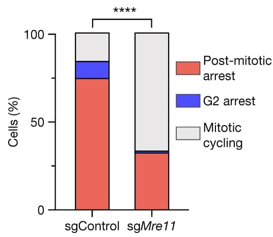 Open access visualization of Stacked Bar Plot, Cell Fate Analysis, sgControl pMMECs, sg Mre11 pMMECs, Time-lapse Microscopy