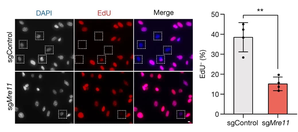 Open access visualization of Bar Plot, Error Bars, Microscopy, EdU Pulse Quiescence Assays, sgControl pMMECs