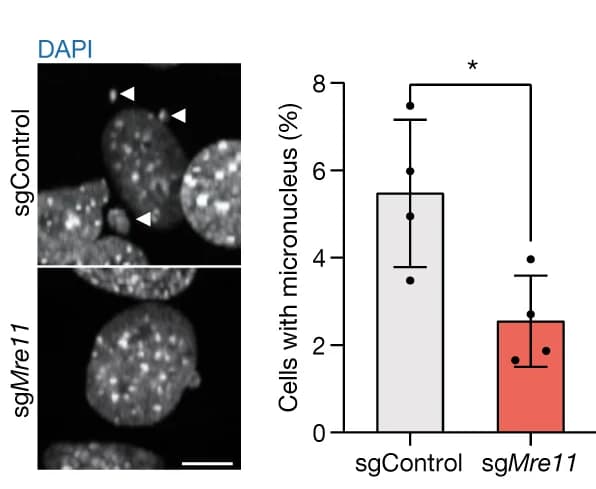 Open access visualization of Bar Plot, Error Bars, Micronuclei, sgControl Cells, sg Mre11 Cells