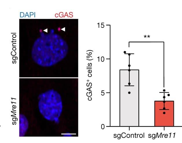 Open access visualization of Bar Plot, Error Bars, Microscopy, cGAS Foci, sgControl Cells