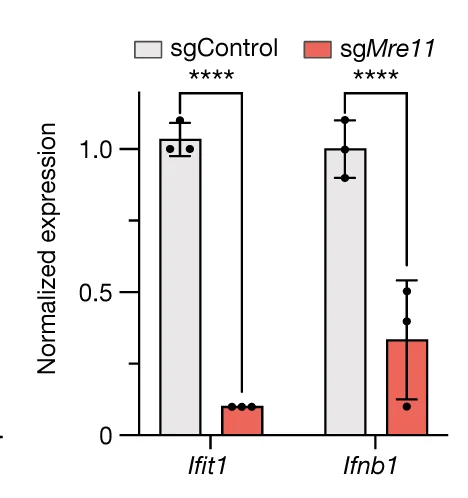 Open access visualization of Bar Plot, Error Bars, Clustered, mRNA Levels, ISGs Ifit1