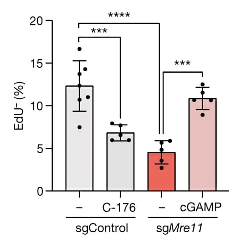 Open access visualization of Bar Plot, Error Bars, EdU- sgControl pMMECs, C-176 Treatment, STING Antagonist