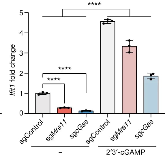 Open access visualization of Bar Plot, Error Bars, Ifit1 Expression, sgControl pMMECs, sg Mre11 pMMECs