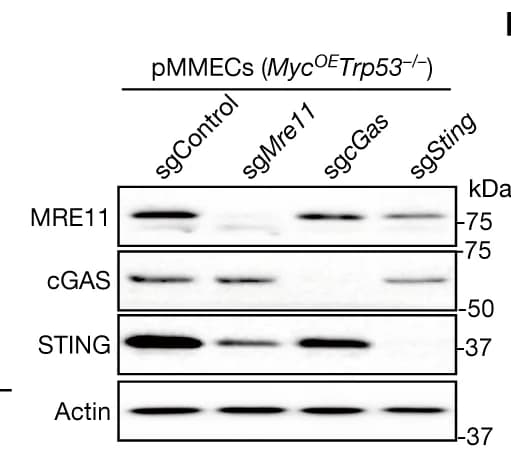 Open access visualization of Gel, Western Blot, MRE11, cGAS, STING