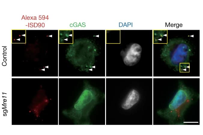 Open access visualization of Microscopy, Images, Quantification, cGAS, ISD90