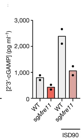 Open access visualization of Bar Plot, Error Bars, 2'3'-cGAMP ELISA, ISD90 Transfection, sgControl