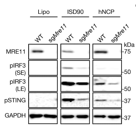 Open access visualization of Gel, Schematic, Western Blot, STING Pathway, WT