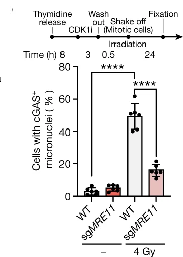 Open access visualization of Bar Plot, Error Bars, cGAS, Micronuclei, Irradiation