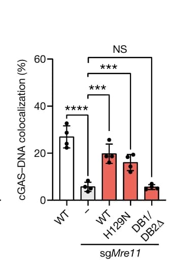 Open access visualization of Bar Plot, Error Bars, cGAS, ISD90, Colocalization