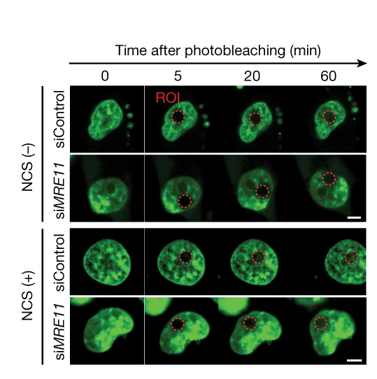 Open access visualization of Microscopy, Images, Quantification, FRAP Assays, sgControl
