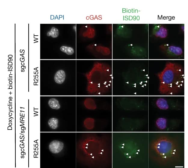 Open access visualization of Microscopy, Images, Quantification, Colocalization, cGAS