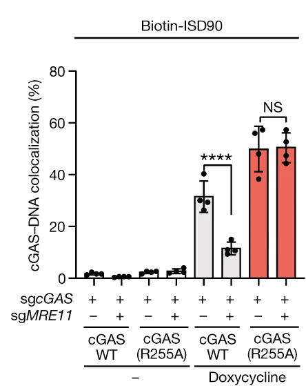 Open access visualization of Bar Plot, Error Bars, Images, Quantification, Colocalization