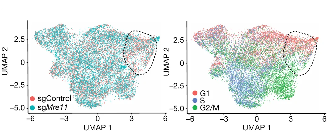 Open access visualization of Scatter Plot, UMAP, scRNA-seq, sgControl, sg Mre11