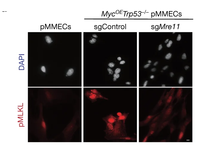 Open access visualization of Microscopy, Immunocytochemistry, pMLKL, pMMECs, untransduced