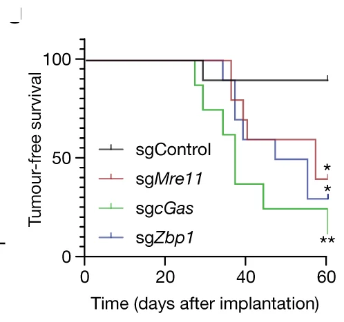 Open access visualization of Survival Curve, Line Plot, Line Step, Tumor-free Survival, Orthotopic Transplantation