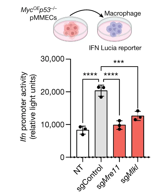 Open access visualization of Bar Plot, Error Bars, IFN Lucia Reporter Activity, RAW 264.7 Macrophages, pMMECs