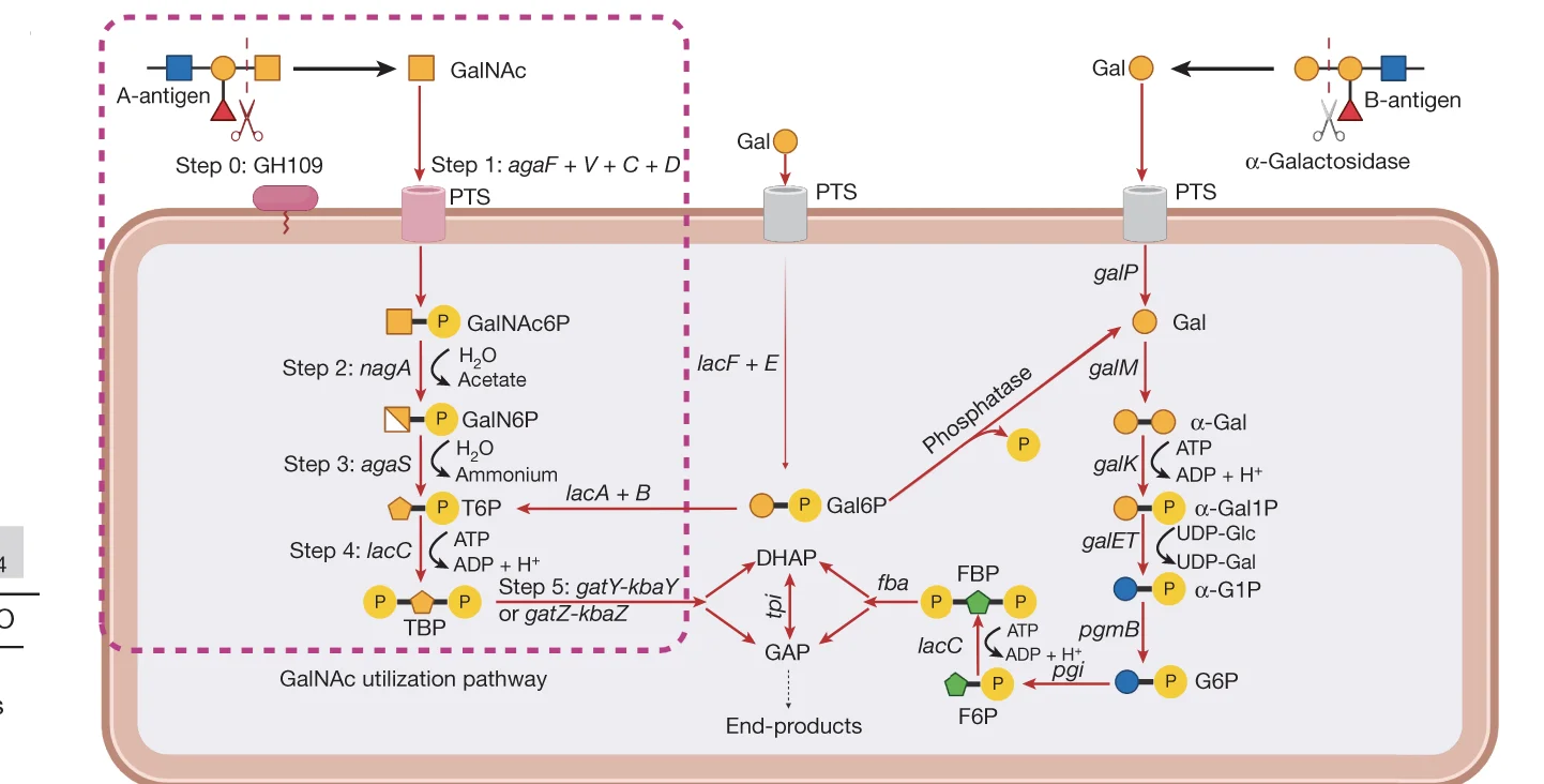 Open access visualization of Workflow, Pathway, GalNAc Pathway, SV Region, A-Antigen