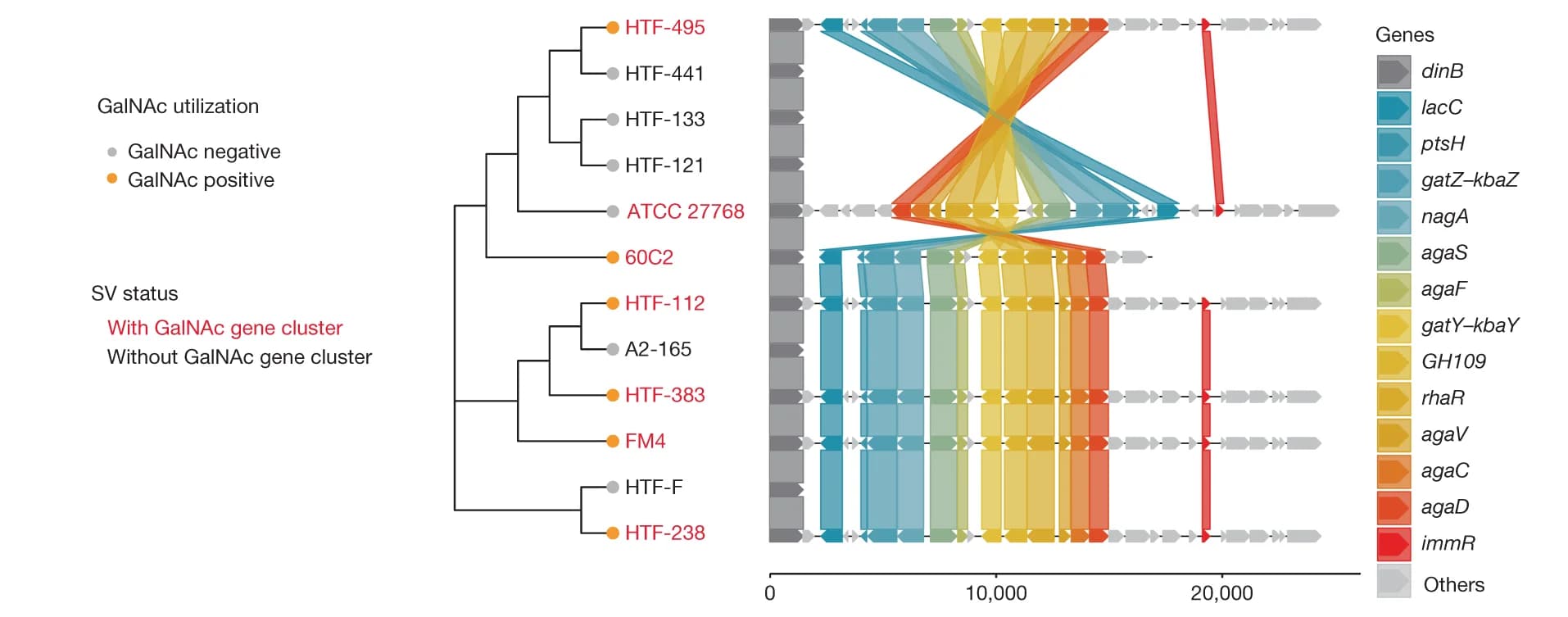 Open access visualization of Pathway, Sankey, Phylogenetic Tree, Strains, Culture Experiments