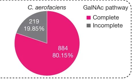 Open access visualization of Pie Chart, Strains, GalNAc Pathway, C. aerofaciens