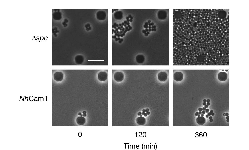 Open access visualization of Microscopy, Time-Course Microscopy, S. Aureus Cells, pTarget, pCRISPR Variants