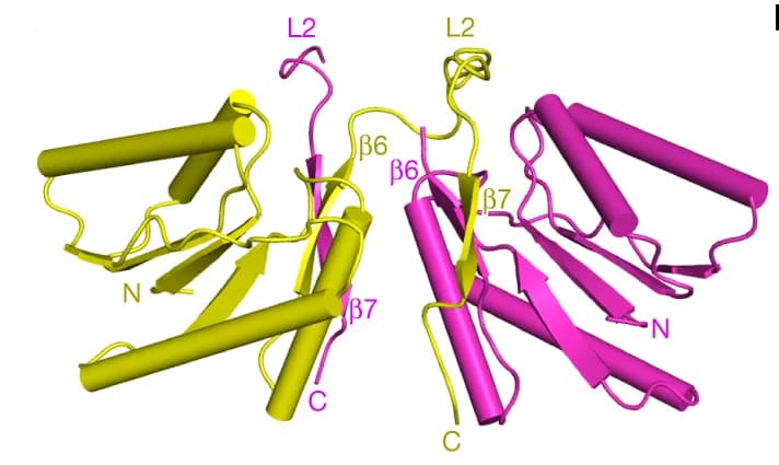Open access visualization of Protein Structure, X-Ray Structure, CARF Domain, Dimeric Alignment, Monomers