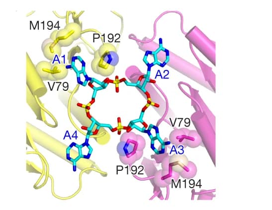 Open access visualization of Protein Structure, Chemical Structure, Hydrophobic Contacts, CARF Domain, X-Ray Structure