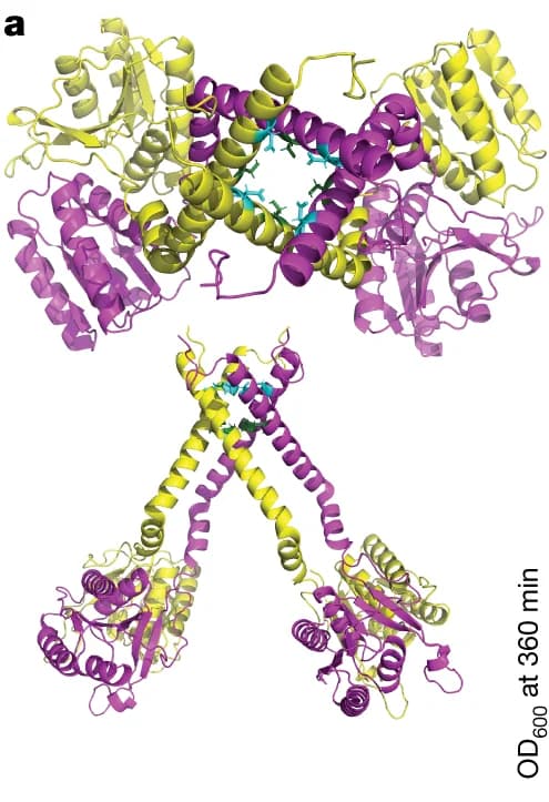 Open access visualization of Protein Structure, Chemical Structure, Staphylococci, pTarget, pCRISPR