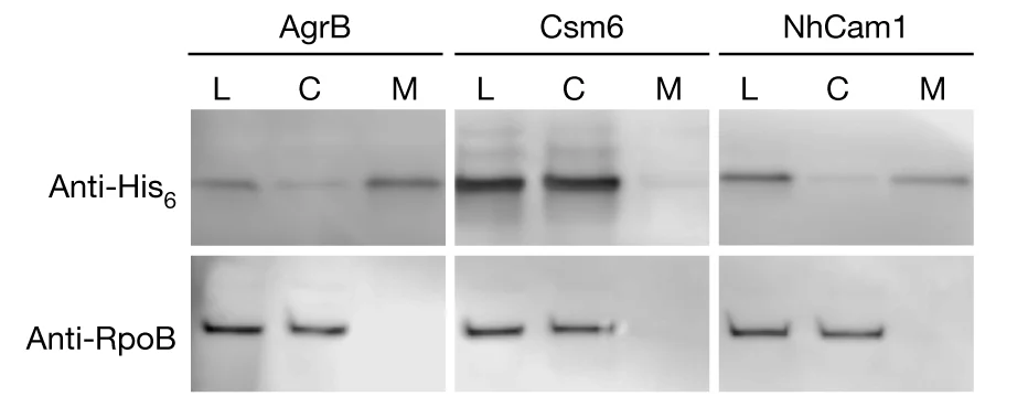 Open access visualization of Gel, Western Blot, Cellular Fractions, Staphylococci, Plasmids