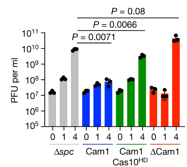 Open access visualization of Bar Plot, Error Bars, pCRISPR constructs, ORF27 transcript, Plaque-forming units