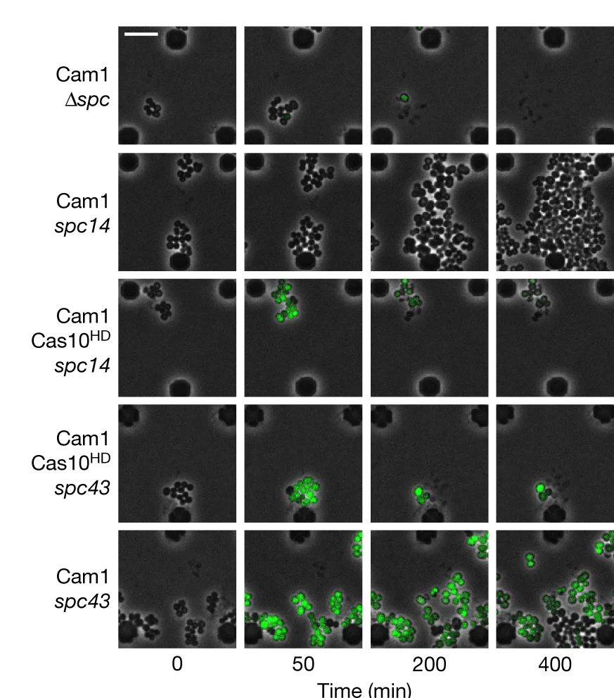 Open access visualization of Microscopy, Time-course microscopy, S. aureus, pCRISPR constructs, ΦNM1γ6-GFP