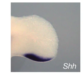 Open access visualization of Microscopy, ETS-A Sequence, Mouse, Shh, Ptch1