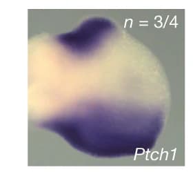 Open access visualization of Photo, French 2 SNV, Shh, Ptch1, Limb Bud