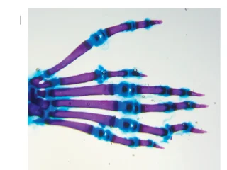Open access visualization of Photo, Hindlimb, Indian 2, Homozygous Mouse, Triphalangeal Thumb