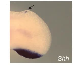 Open access visualization of Photo, Syn 0.25 ETS-A Site, Shh, Ptch1, Limb Bud