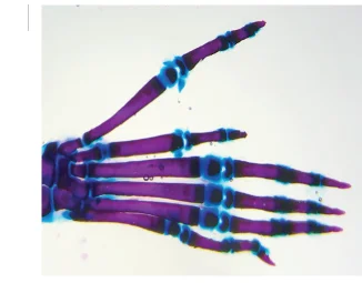 Open access visualization of Photo, Skeletal Staining, Homozygous Mouse, Hindlimb, Triphalangeal Thumb