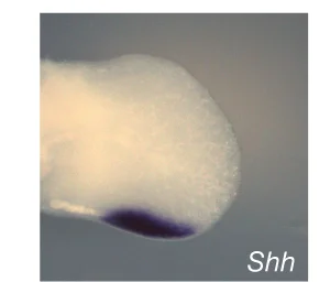 Open access visualization of Microscopy, LOF ETS-A Site, Shh, Ptch1, Limb Bud