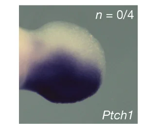 Open access visualization of Microscopy, LOF ETS-A Site, Shh, Ptch1, Limb Bud