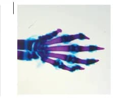 Open access visualization of Photo, WT Forelimb, Digits