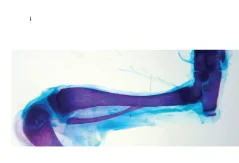Open access visualization of Microscopy, WT Hindlimb, Tibia, Fibula