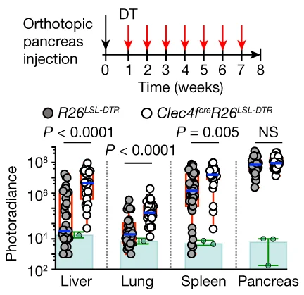 Open access visualization of Scatter Plot, Error Bars, Clec4f cre R26 LSL-DTR Mice, R26 LSL-DTR Littermates, DT Injection