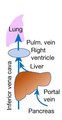 Open access visualization of Illustration, Workflow, Flowchart, Pancreas, Venous Drainage