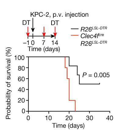 Open access visualization of Survival Curve, Workflow, Clec4f cre R26 LSL-DTR Mice, R26 LSL-DTR Littermates, Intraportal Injection