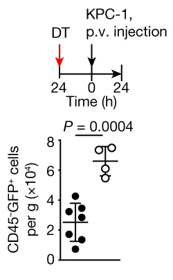 Open access visualization of Scatter Plot, Clec4f cre R26 LSL-DTR Mice, R26 LSL-DTR Control Mice, DT Injection, Intraportal Injection
