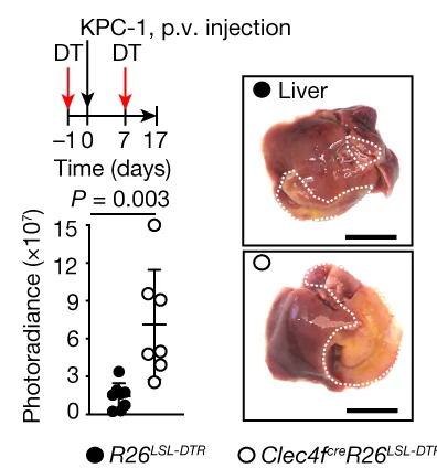 Open access visualization of Scatter Plot, Error Bars, Photo, Clec4f cre R26 LSL-DTR Mice, R26 LSL-DTR Littermates