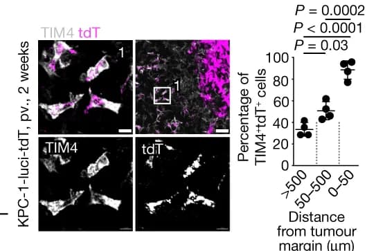 Open access visualization of Microscopy, Scatter Plot, Immunofluorescence, TIM4, Kupffer Cells