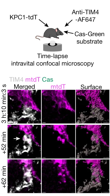 Open access visualization of Microscopy, Illustration, Engulfment, KPC-1-tdT Cells, Kupffer Cells