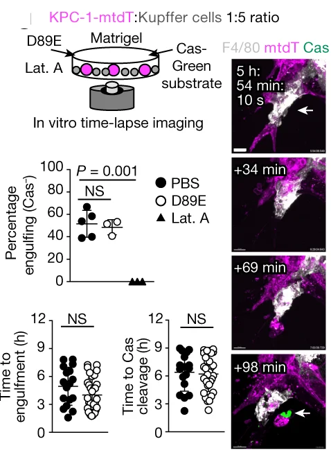 Open access visualization of Microscopy, Scatter Plot, In Vitro Analysis, KPC-1, Engulfment