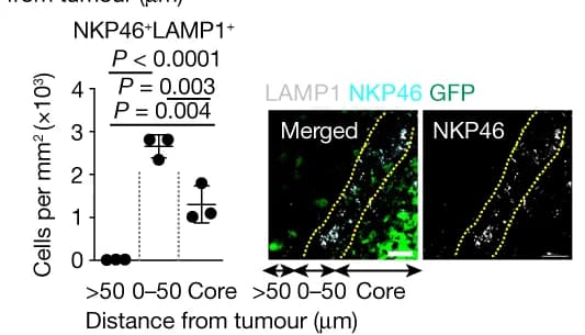 Open access visualization of Microscopy, Error Bars, Staining, LAMP1, NKP46+ Cells