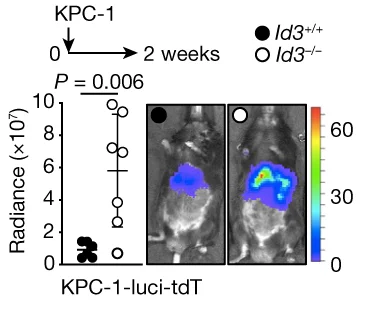 Open access visualization of Scatter Plot, Photo, Bioluminescence, Tumor Burden, Livers